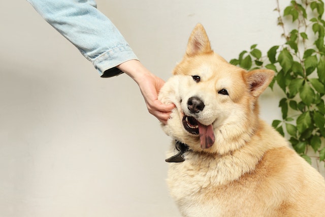  a hand petting a dog with its tongue out
